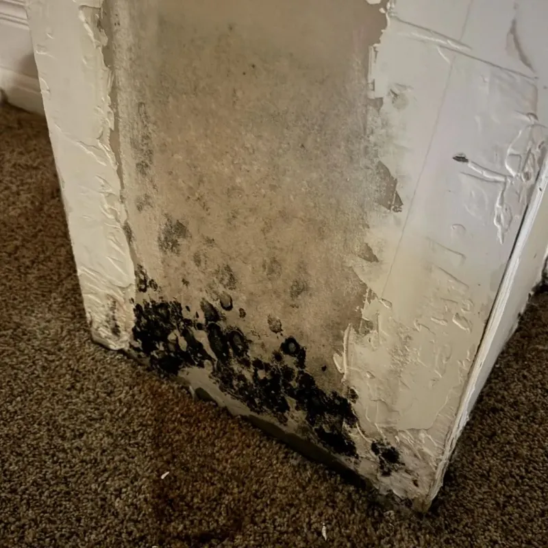 Professional Mold Removal in Kronenwetter, WI